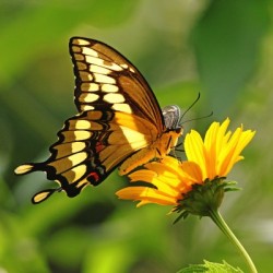 Giant Swallowtail Butterfly